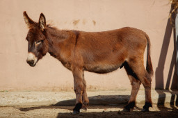 Осёл домашний– Equus asinus 1
