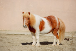 Пони – Equus caballus dom. 1