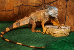 Игуана обыкновенная (зеленая)  -  Iguana iguana 1