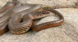 Полоз красноспинный – Oocatochus rufodorsatus  1