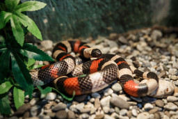 Змея молочная Кэмпбелла – Lampropeltis triangulum campbelli 1