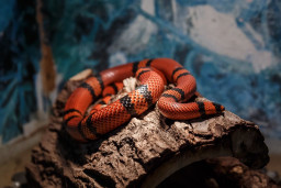 Змея молочная гондурасская – Lampropeltis triangulum hondurensis 1