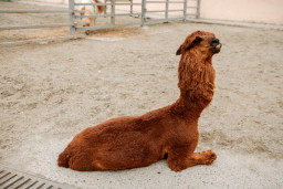 Альпака – Lama pacos 1