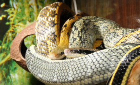 Полоз тонкохвостый Юннаньский – Elaphe taeniura yunnanensis 1