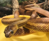 Бойга коричневая – Boiga irregularis 1
