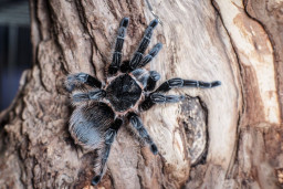 Паук-птицеед — Brachypelma verdezi 1