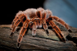 Паук-птицеед — Grammostola rosea 1