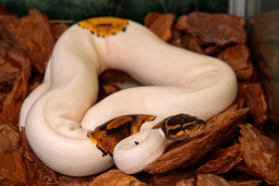 Питон королевский – Python regius 1