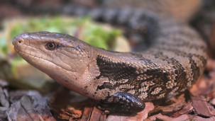 Сцинк синеязыкий — Tiliqua scincoides 1