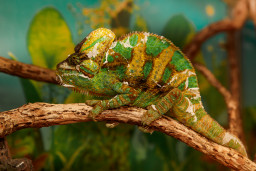 Хамелеон йеменский — Chamaeleo calyptratus 1