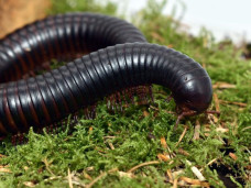 Кивсяк гигантский африканский  — Archispirostreptus gigas 1