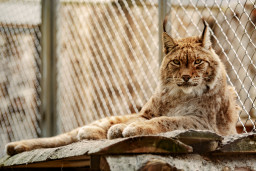 Рысь обыкновенная — Lynx lynx - актуализировать 1