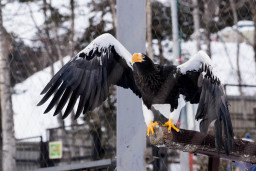 Орлан белоплечий – Haliaeetus pelagicus 1