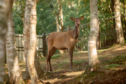 Марал алтайский – Cervus elaphus sibiricus 1