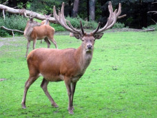 Изюбрь – Cervus elaphus xanthopygus 1