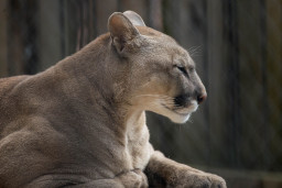 Пума – Puma concolor 1