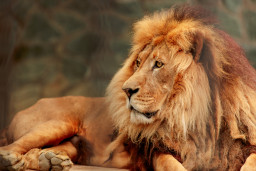 Лев – Panthera leo 1