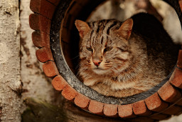 Кот лесной дальневосточный– Prionailurus bengalensis euptilurus 1