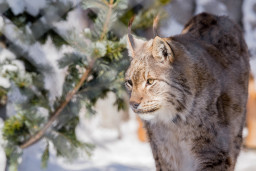 Рысь сибирская - Lynx lynx wrangеli 1