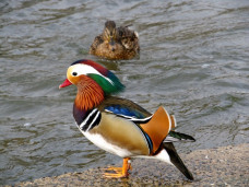 Мандаринка – Aix galericulata 1