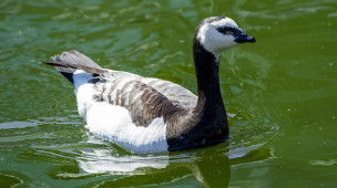 Казарка белощекая – Branta leucopsis 1