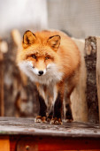 Лиса обыкновенная – Vulpes vulpes 1