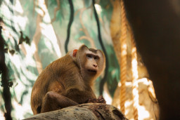 Макак свинохвостый – Macaca nemestrina 1