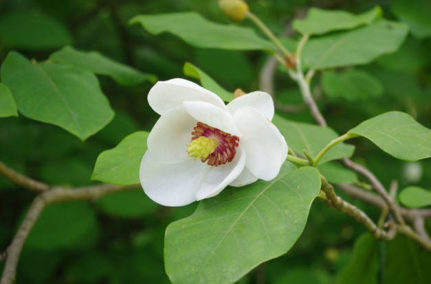 Орех айлантолистный - Juglans ailanthifolia 1