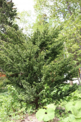 Тис остроконечный - Taxus cuspidata 1