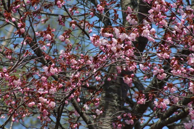 Вишня сахалинская (Саржента) - Prunus sachalinensis (sargentii) 1