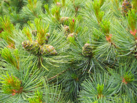 Стланик кедровый - Pinus pumila 1