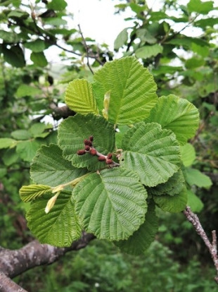 Ольха волосистая - Alnus hirsuta 1