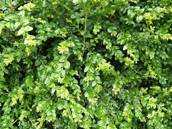 Самшит вечнозеленый - Buxus sempervirens 1