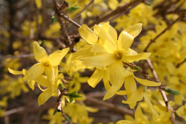 Форзиция яйцевидная сортовая - Forsythia ovata 1