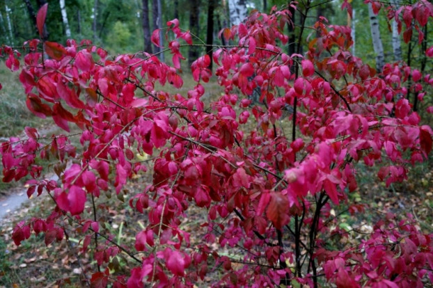 Бересклет тёмно-багряный - Euonymus atropurpureus 1