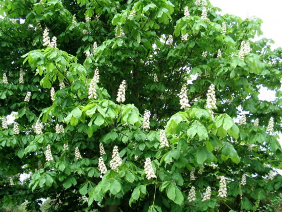 Каштан конский обыкновенный - Aesculus hippocastanum 1