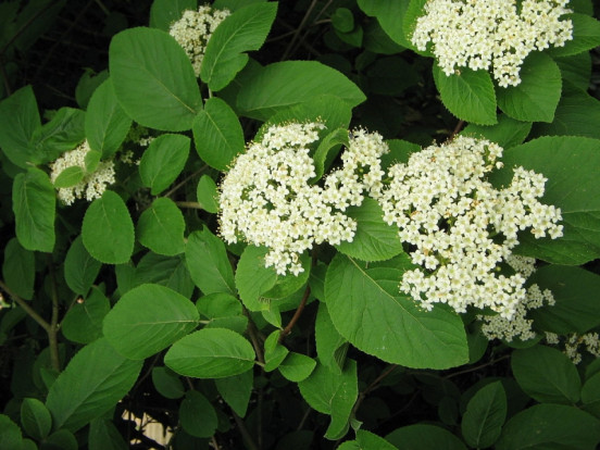 Калина гордовина - Viburnum lantana 1