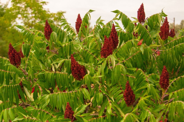 Сумах оленерогий - Rhus typhina 1