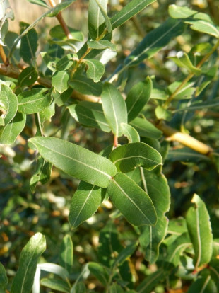 Ива цельнолистная Пендула - Salix integra Pendula 1