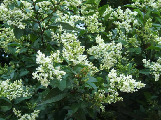 Бирючина обыкновенная - Ligustrum vulgare 1