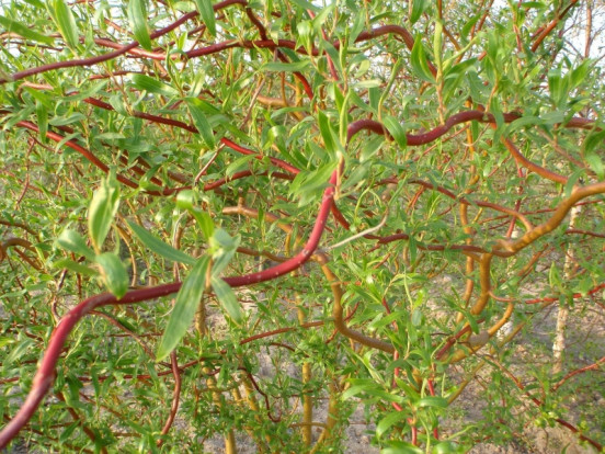 Ива Матсудана - Salix matsudana 1