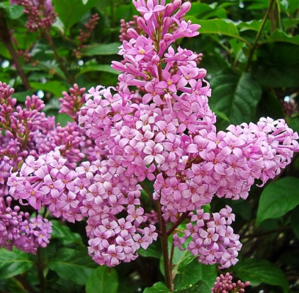 Сирень венгерская - Syringa josikaea 1