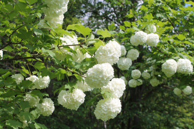 Калина обыкновенная Бульденеж  - Viburnum opulus Boule de Neige 1