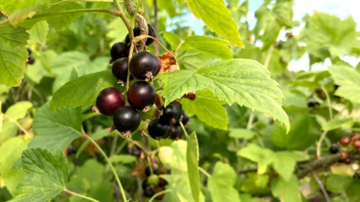 Смородина каменная - Ribes saxatile 1