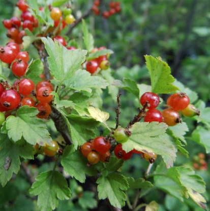 Смородина альпийская - Ribes alpinum 1