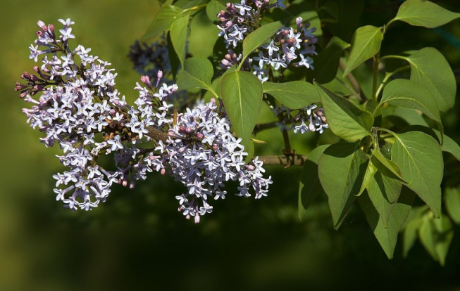 Сирень Комарова - Syringa komarowii 1