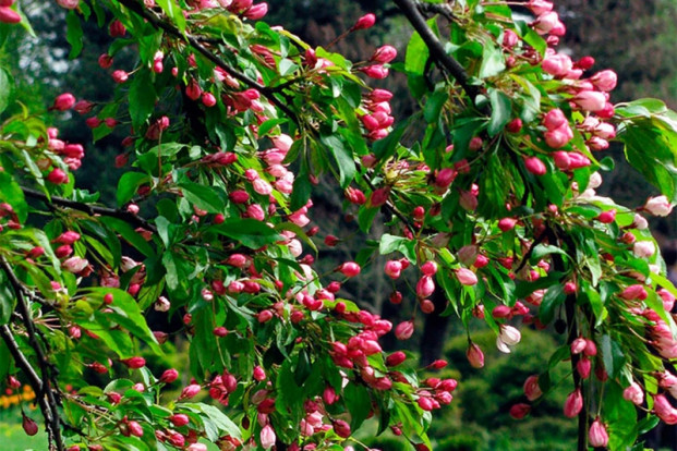 Яблоня Шейдеккера - Malus scheideckeri 1