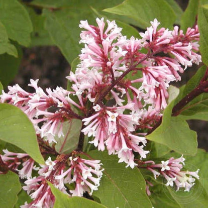 Сирень юньнаньская - Syringa yunnanensis Franch 1