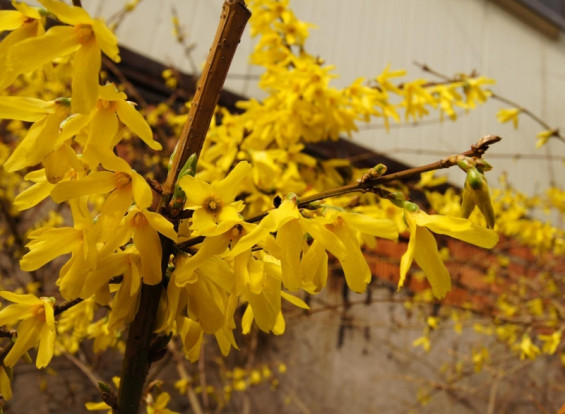 Форзиция яйцевидная - Forsythia ovata 1