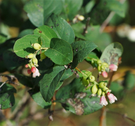 Снежноягодник белый - Symphoricarpos albus 1